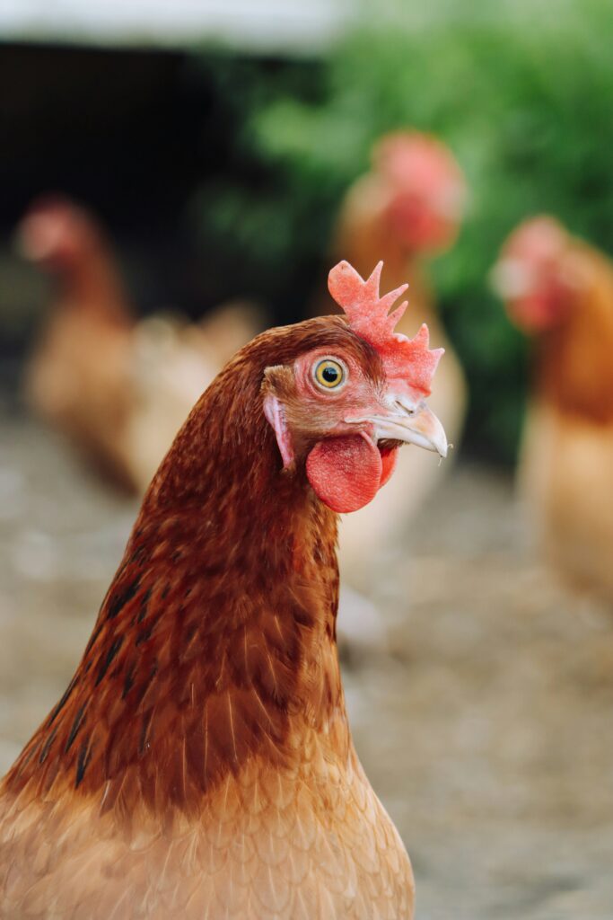 anna bischai3oh0 unsplash